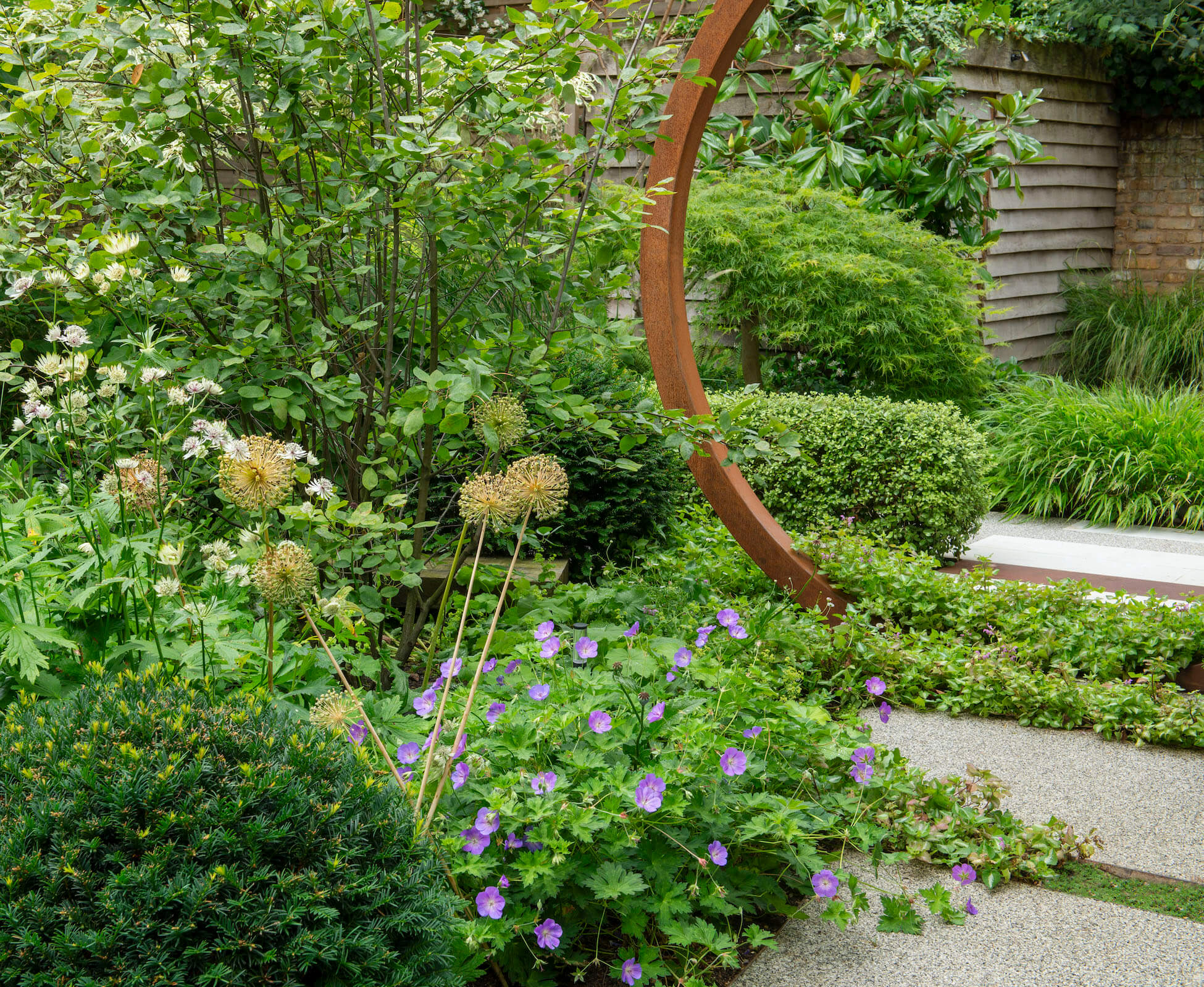 Taxus domes, Geranium Rozanne, Astrantia major , Allium seedbeds, Lamium Beacon Silver, Amelanchier Tree, Acer Dissectum and various soft feathery grasses, Hakonechloa and Anemanthele all perform together to create a woven tapestry of planting.